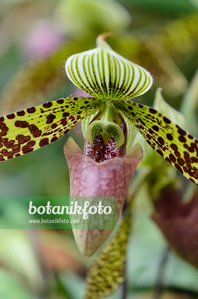 529158 - Lady's slipper orchid (Paphiopedilum sukhakulii)