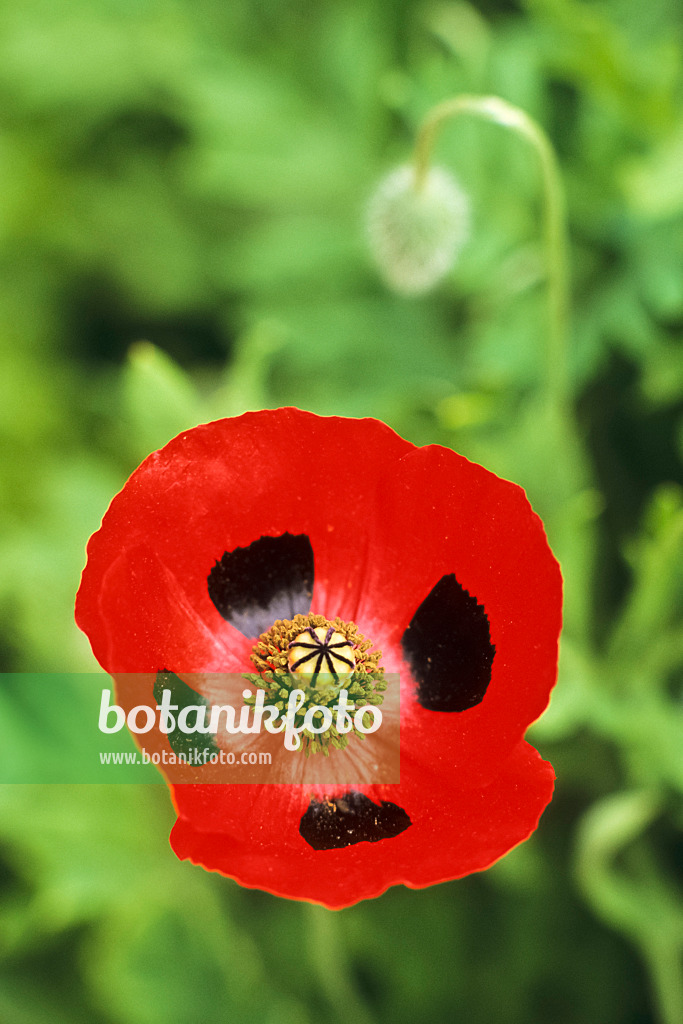 390087 - Ladybird poppy (Papaver commutatum)