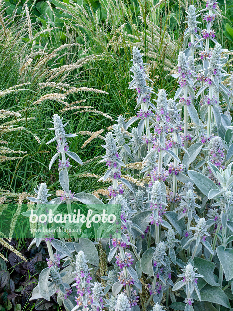 449005 - Lamb's ears (Stachys byzantina)