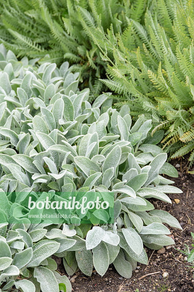 593203 - Lamb's ears (Stachys byzantina 'Silver Carpet')