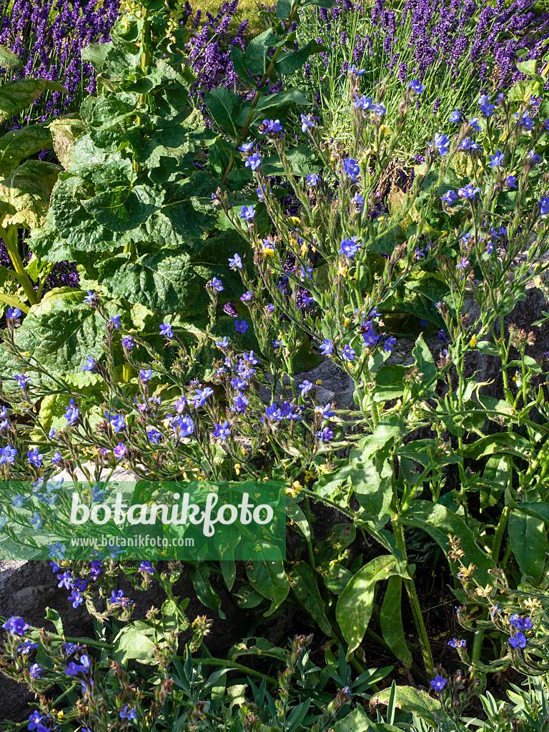 462037 - Large blue alkanet (Anchusa azurea 'Dropmore')