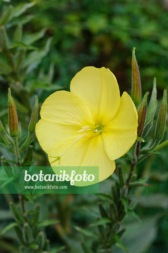 475031 - Large-flowered evening primrose (Oenothera erythrosepala)