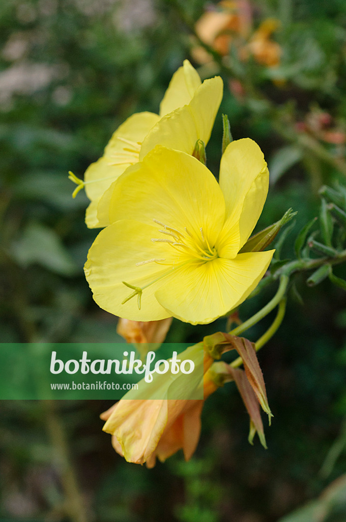 475032 - Large-flowered evening primrose (Oenothera erythrosepala)