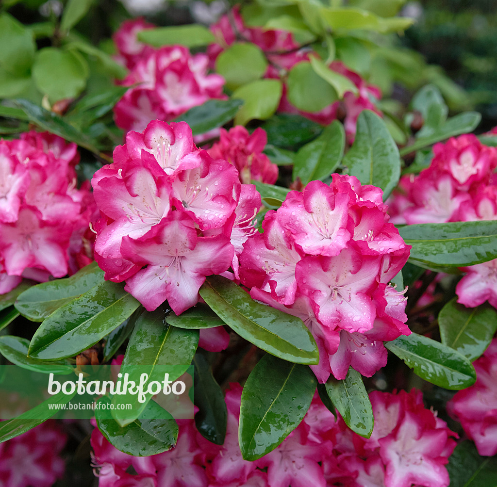 454067 - Large-flowered rhododendron hybrid (Rhododendron Eruption)