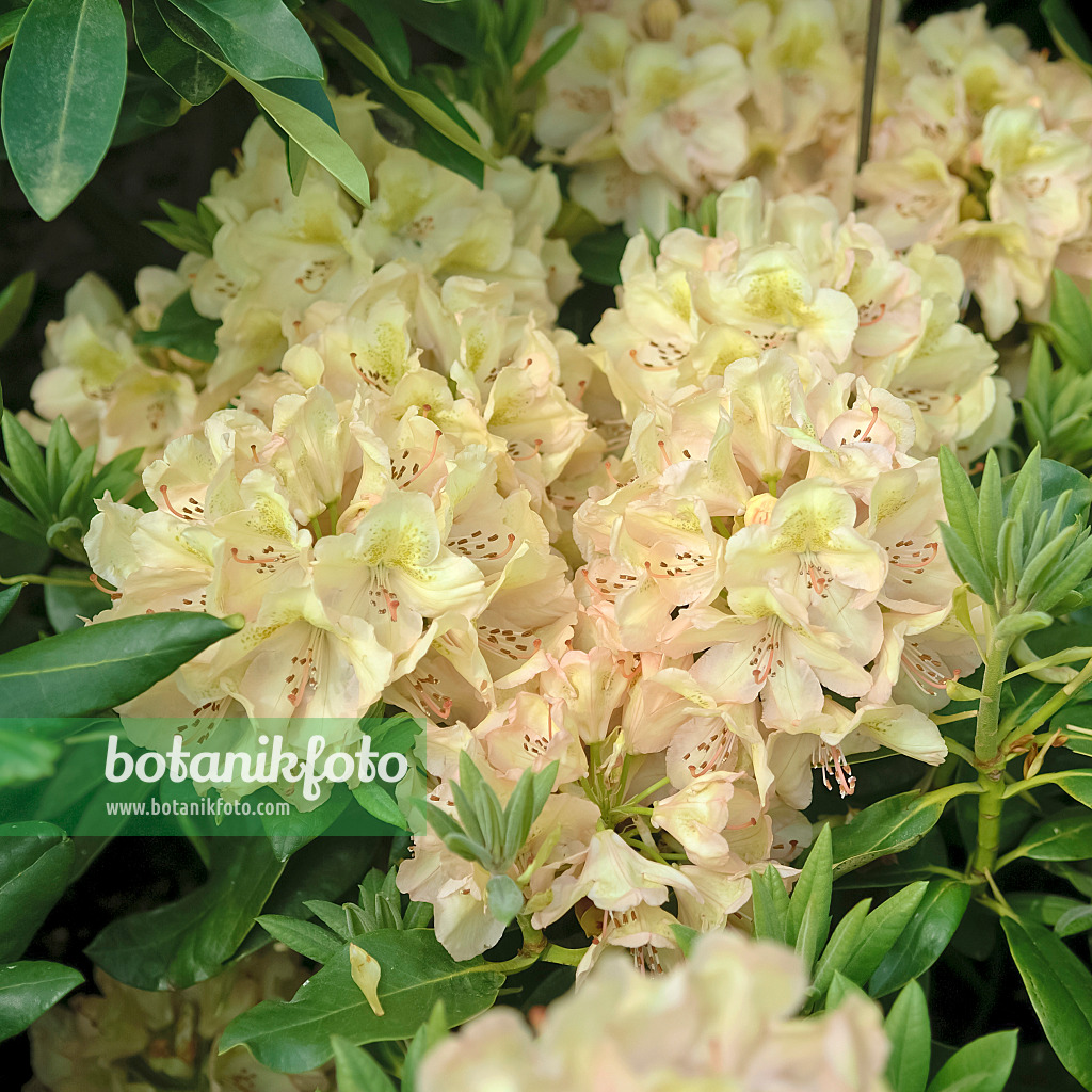 490127 - Large-flowered rhododendron hybrid (Rhododendron Belkanto)