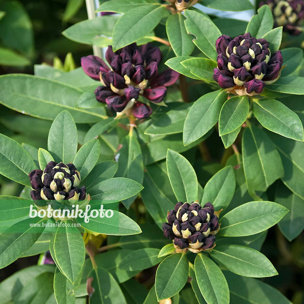 490128 - Large-flowered rhododendron hybrid (Rhododendron Burgundula)