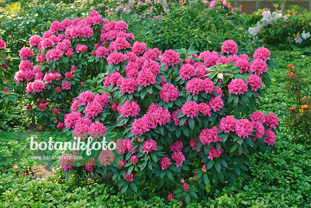 502398 - Large-flowered rhododendron hybrid (Rhododendron Mevrouw P.A. Colijn)