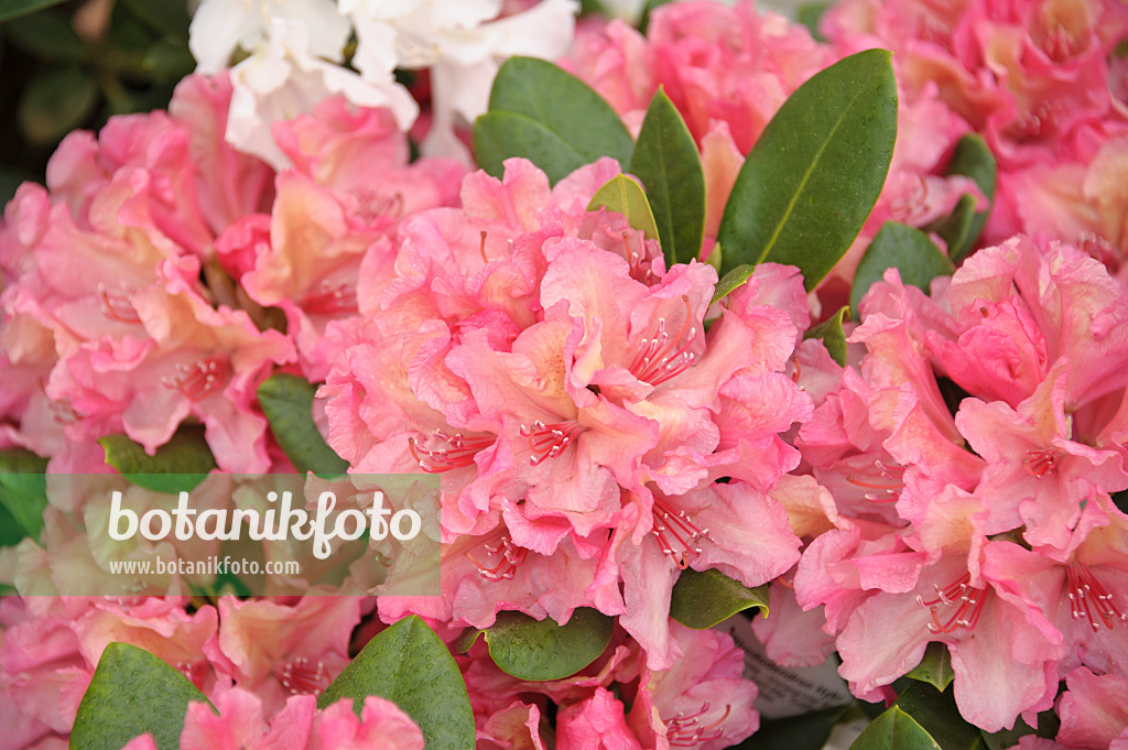 517222 - Large-flowered rhododendron hybrid (Rhododendron Brasilia)