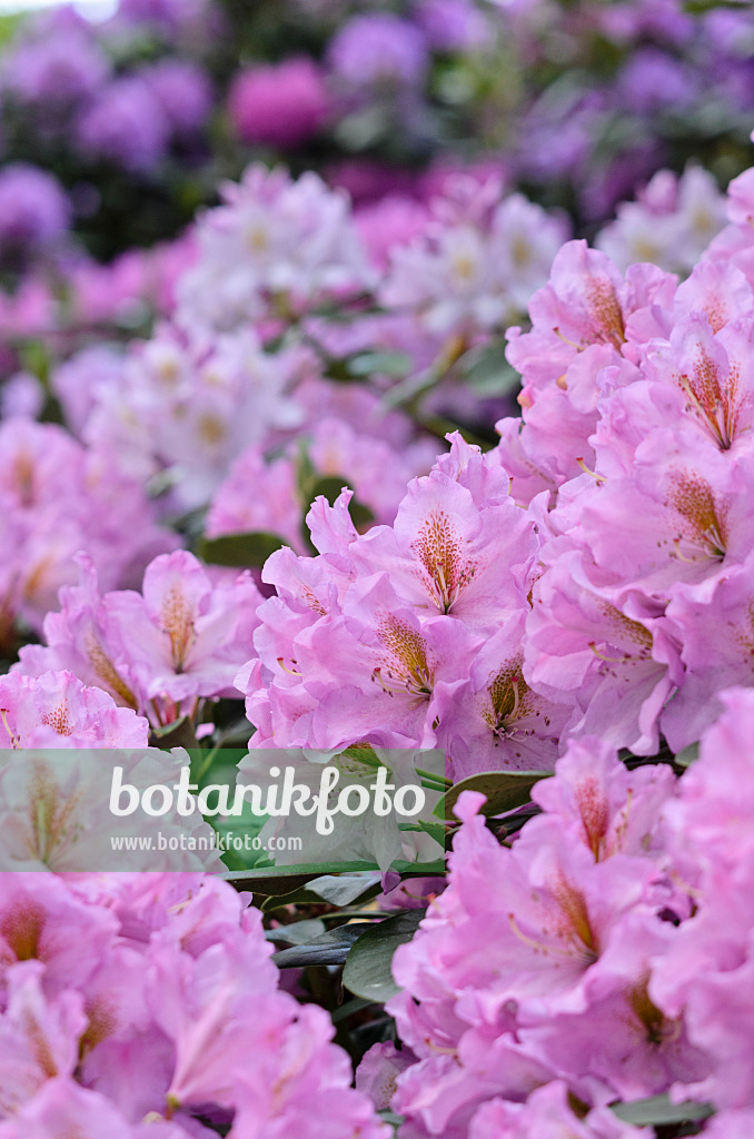 520340 - Large-flowered rhododendron hybrid (Rhododendron Lavender Princess)