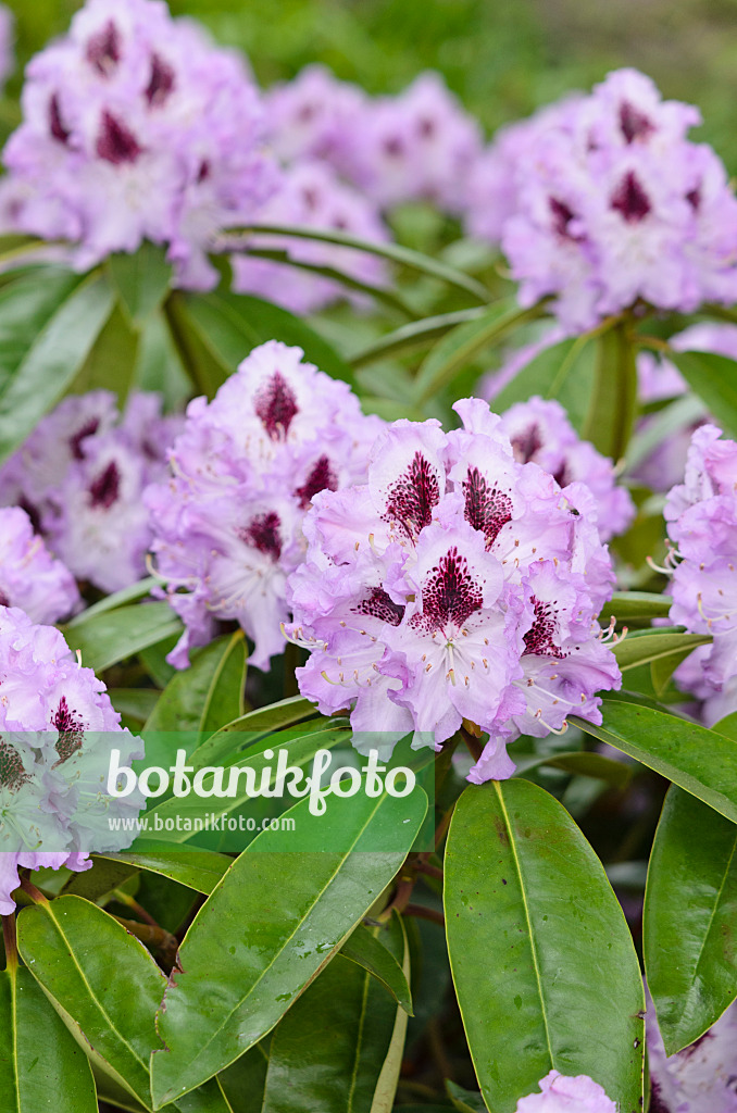 520382 - Large-flowered rhododendron hybrid (Rhododendron Blue Peter)