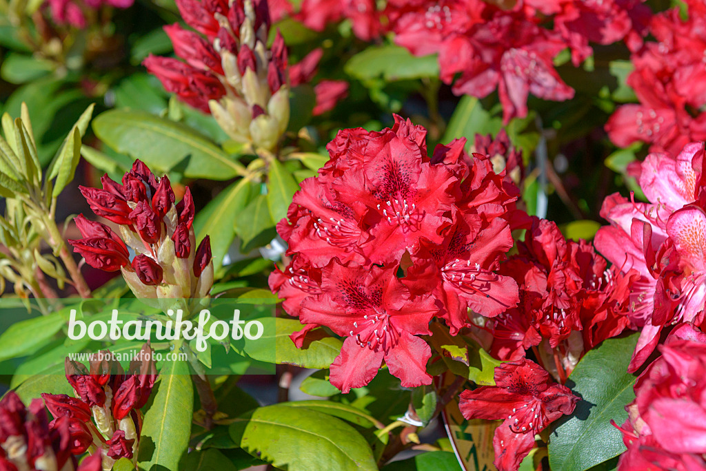 575309 - Large-flowered rhododendron hybrid (Rhododendron Hachmanns Feuerschein)