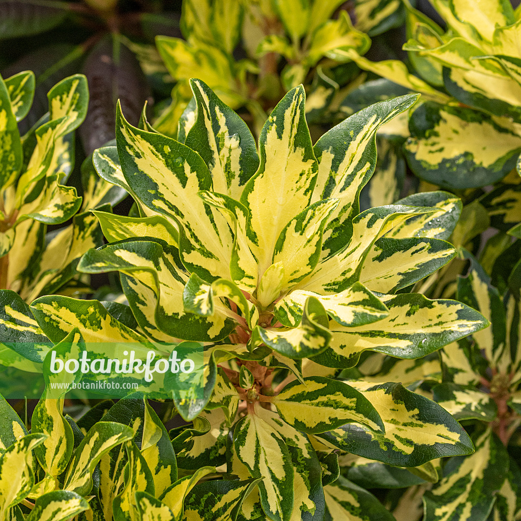 616305 - Large-flowered rhododendron hybrid (Rhododendron Blattgold)