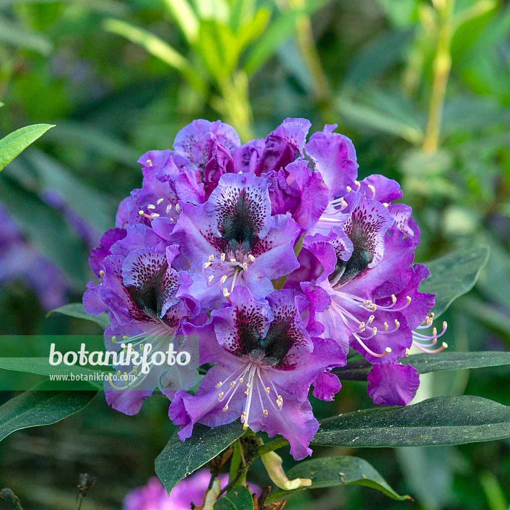 616306 - Large-flowered rhododendron hybrid (Rhododendron Blaue Jungs)