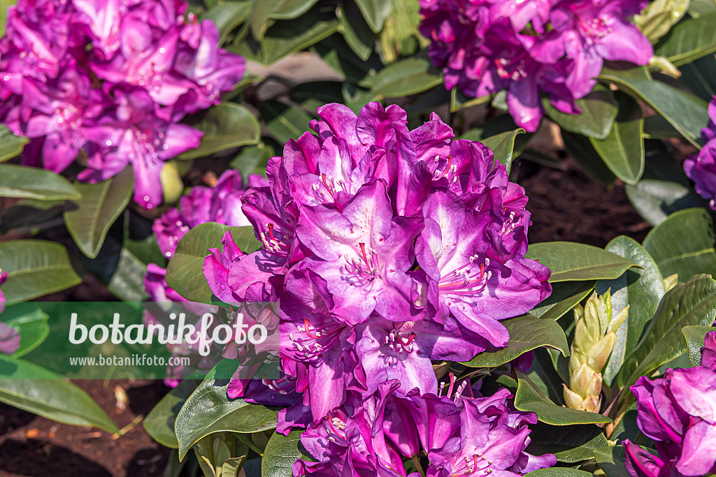 638221 - Large-flowered rhododendron hybrid (Rhododendron Anatevka)