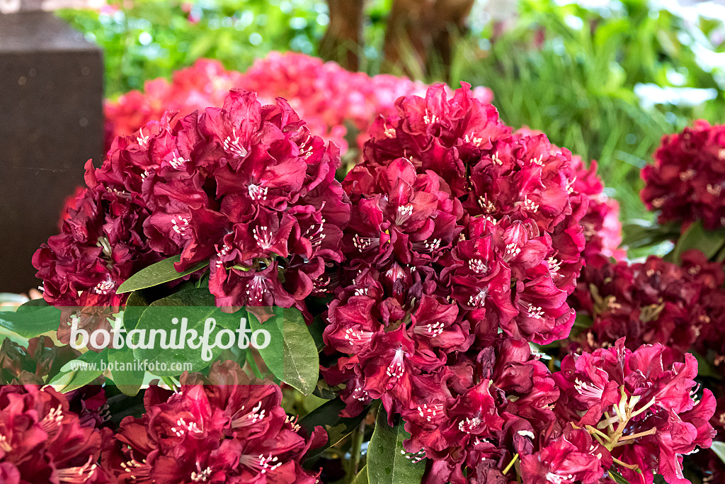 638222 - Large-flowered rhododendron hybrid (Rhododendron Anna Netrebko)