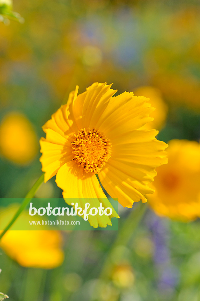 487022 - Large-flowered tickseed (Coreopsis grandiflora)