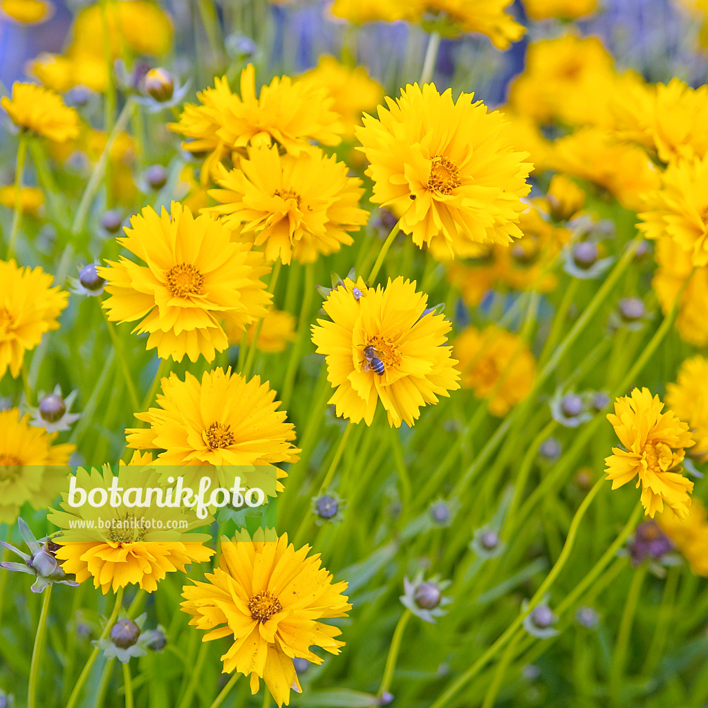 502160 - Large-flowered tickseed (Coreopsis grandiflora 'Sunray')