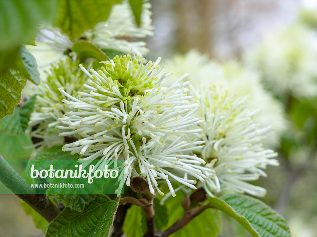 437175 - Large fothergilla (Fothergilla major)