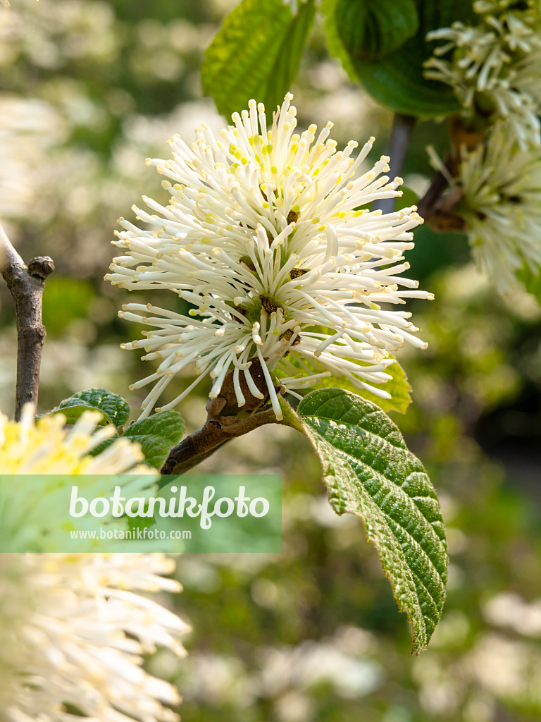 437186 - Large fothergilla (Fothergilla major)