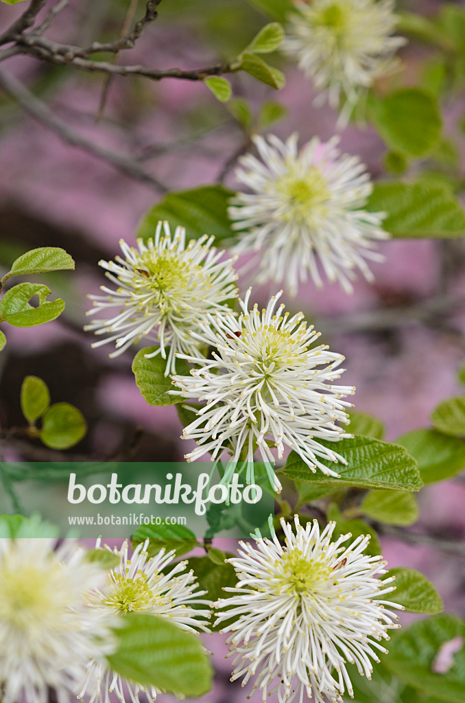 520120 - Large fothergilla (Fothergilla major)