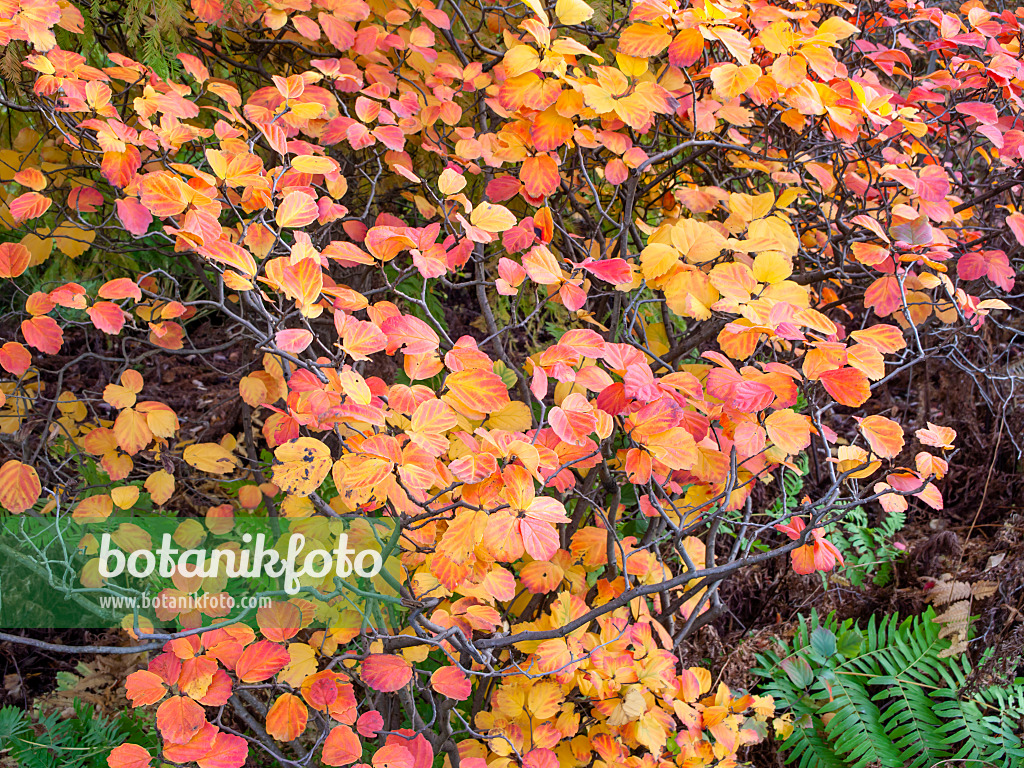 465209 - Large fothergilla (Fothergilla major 'Monticola' syn. Fothergilla monticola)