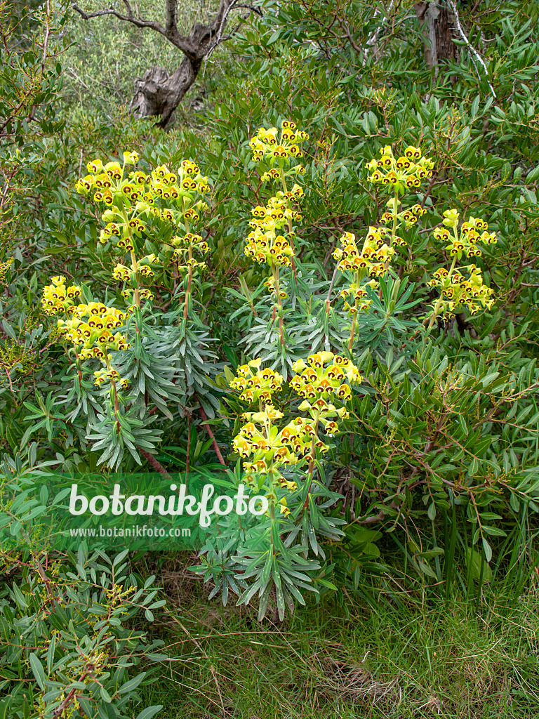 424112 - Large Mediterranean spurge (Euphorbia characias)