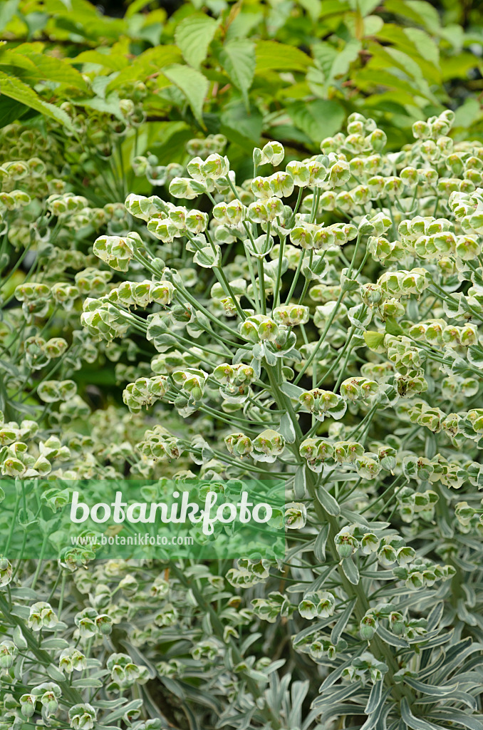 508155 - Large Mediterranean spurge (Euphorbia characias 'Glacier Blue')