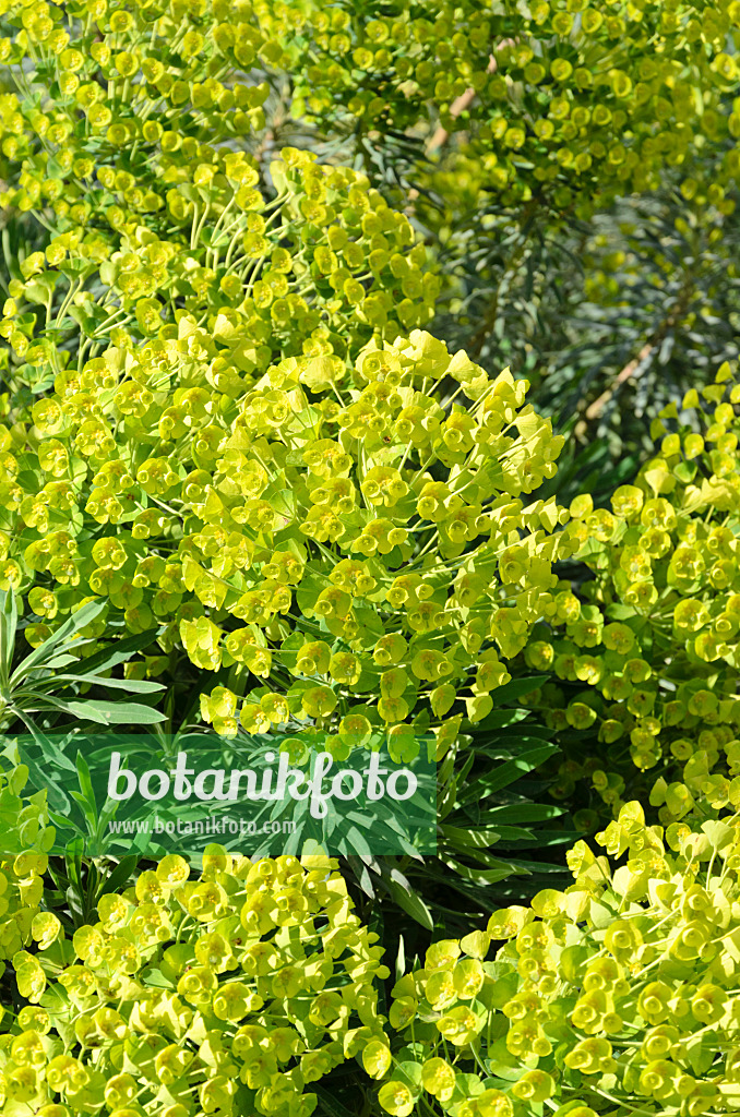 531181 - Large Mediterranean spurge (Euphorbia characias subsp. wulfenii)