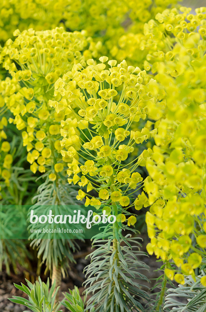 531209 - Large Mediterranean spurge (Euphorbia characias subsp. wulfenii)