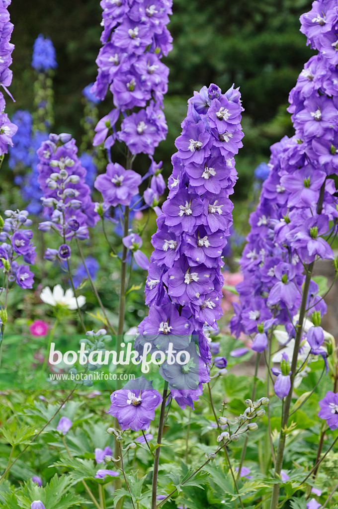 486087 - Larkspur (Delphinium x cultorum)