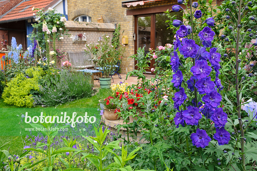 473259 - Larkspur (Delphinium x cultorum 'Black Knight') in a backyard garden