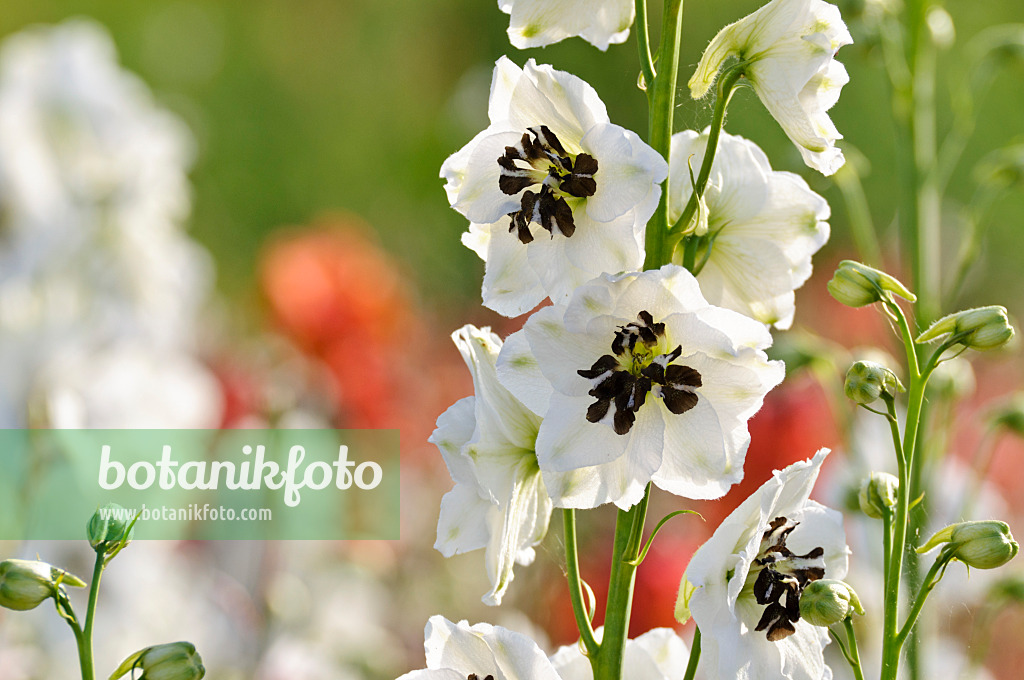 474499 - Larkspur (Delphinium x cultorum 'Magic Fountains White')