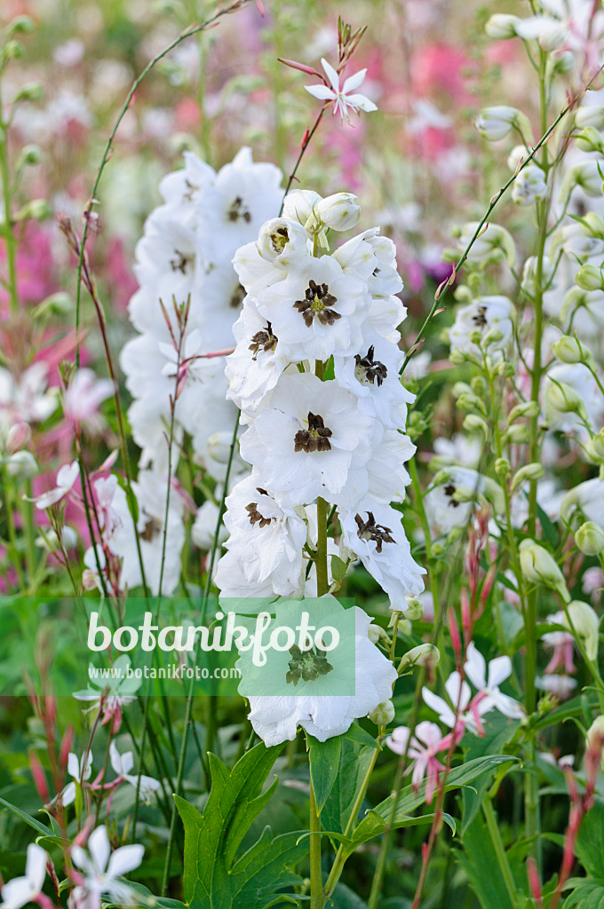 474507 - Larkspur (Delphinium x cultorum 'Magic Fountains White')