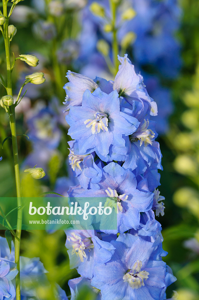 474502 - Larkspur (Delphinium x cultorum 'Magic Fountains Sky Blue')