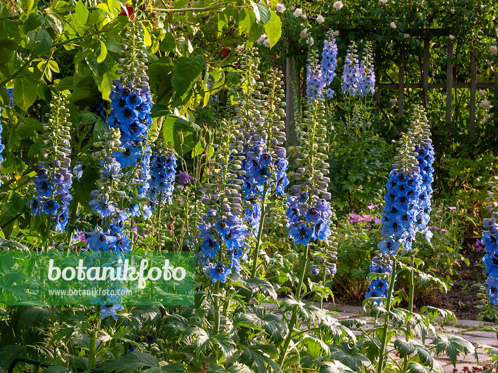 414038 - Larkspur (Delphinium elatum)