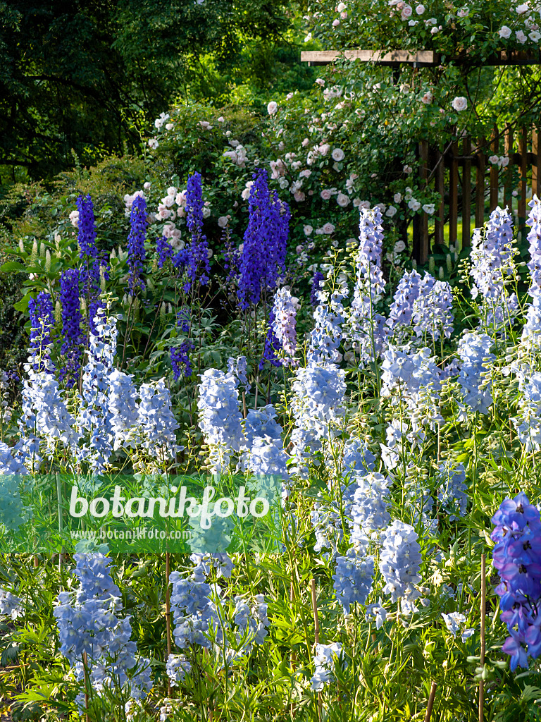 426313 - Larkspur (Delphinium elatum)