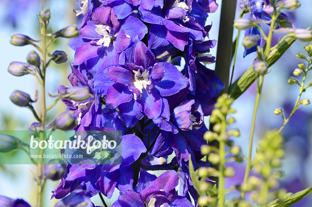 497162 - Larkspur (Delphinium elatum)