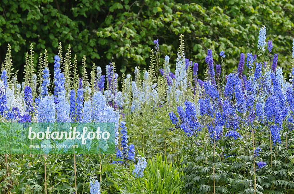 497255 - Larkspur (Delphinium elatum)