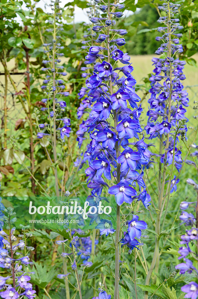 521074 - Larkspur (Delphinium elatum)