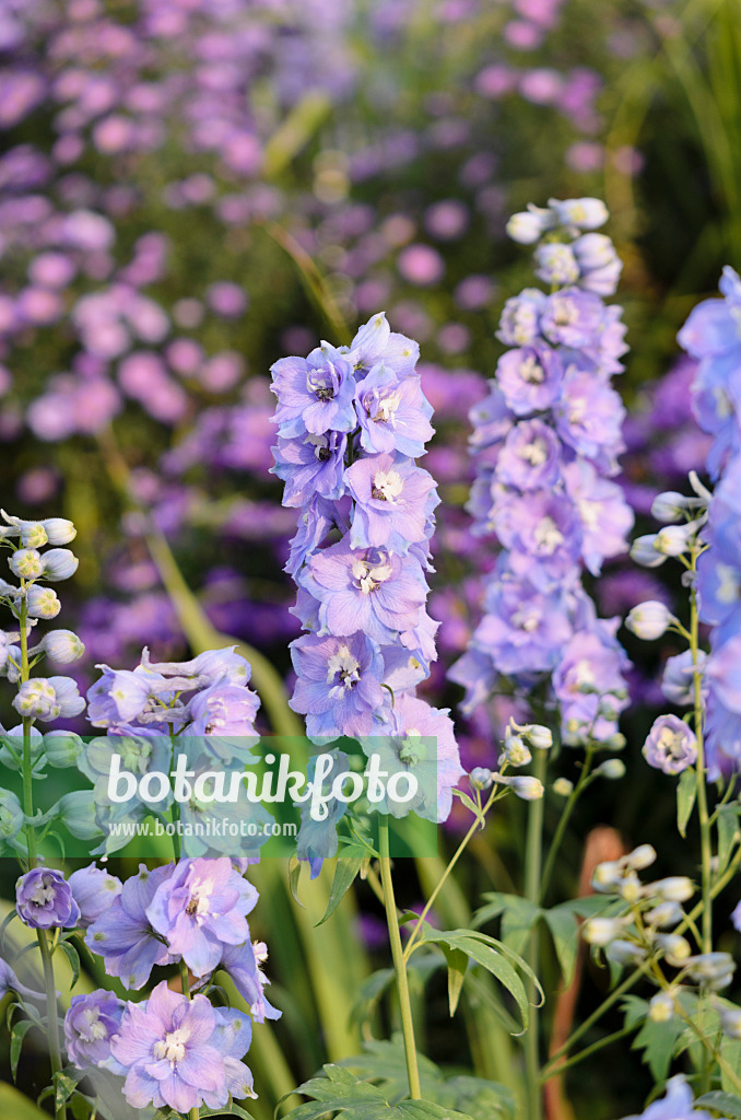 525157 - Larkspur (Delphinium elatum)