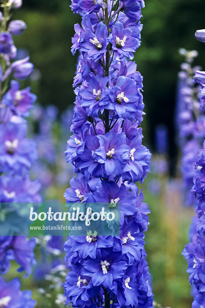 391049 - Larkspur (Delphinium elatum 'Abgesang')