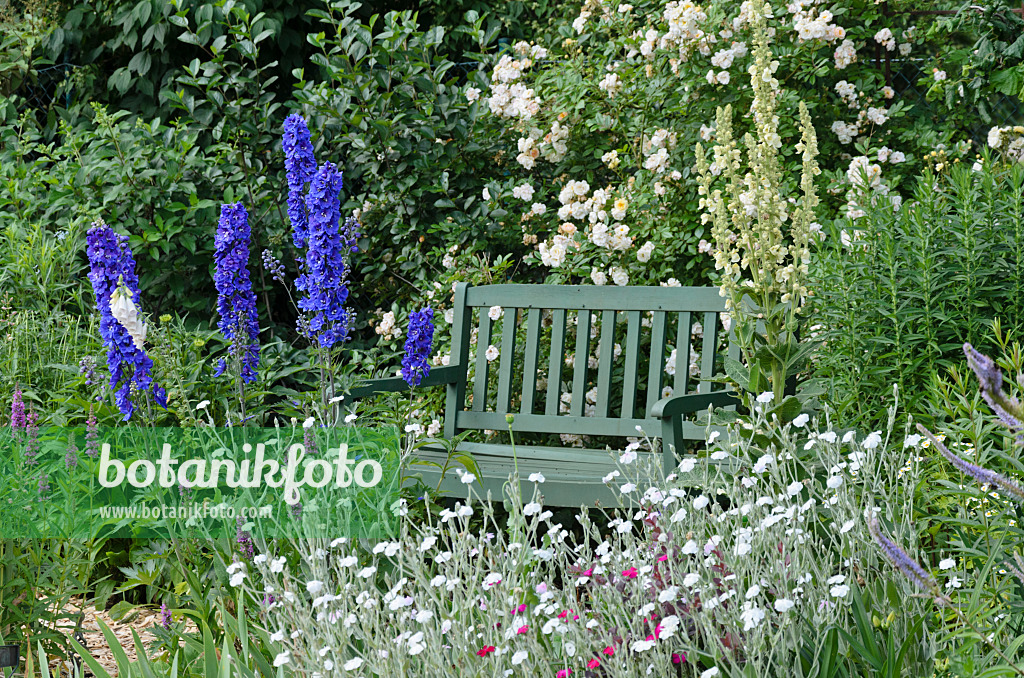 534039 - Larkspur (Delphinium elatum) and crown pink (Lychnis coronaria 'Alba' syn. Silene coronaria 'Alba') in front of a garden bench