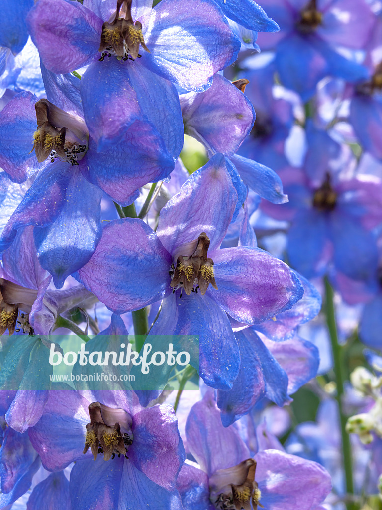 438298 - Larkspur (Delphinium elatum 'Dämmerung')