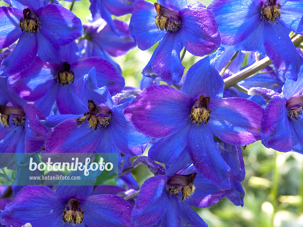 438300 - Larkspur (Delphinium elatum 'Finsteraarhorn')