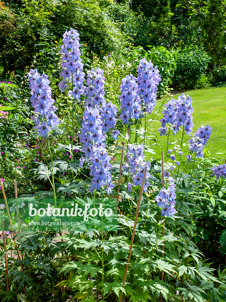 438259 - Larkspur (Delphinium elatum 'Firnglanz')