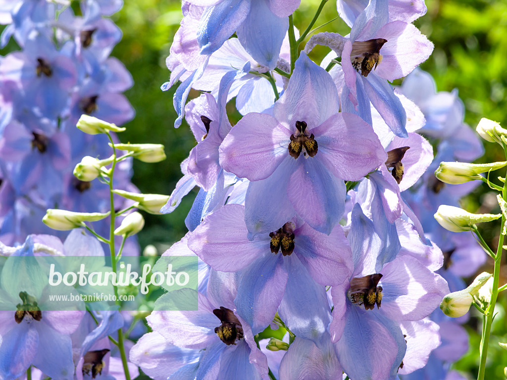 438260 - Larkspur (Delphinium elatum 'Firnglanz')