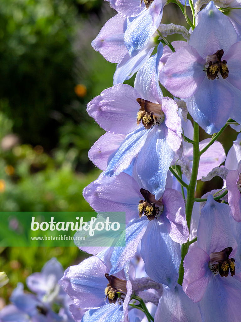 438261 - Larkspur (Delphinium elatum 'Firnglanz')