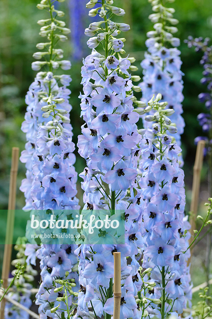 472401 - Larkspur (Delphinium elatum 'Frühschein')