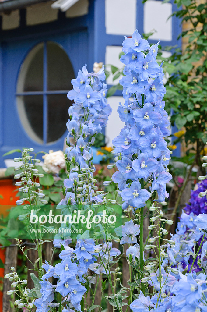 473265 - Larkspur (Delphinium elatum) in front of a house entrance