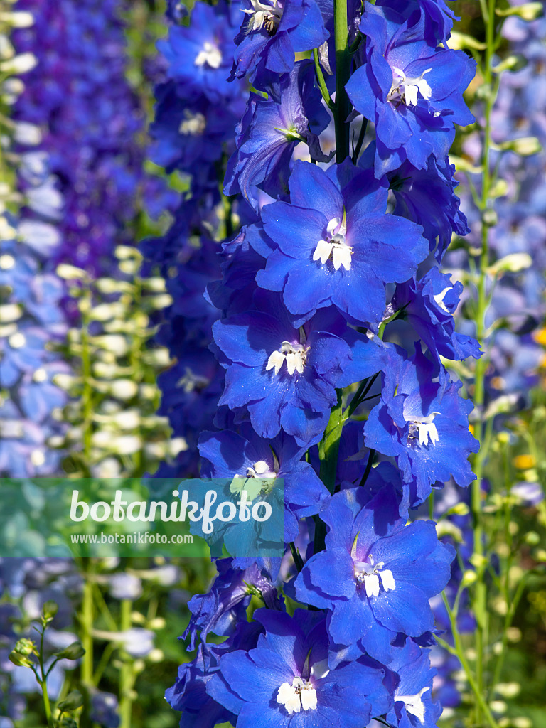 426197 - Larkspur (Delphinium elatum 'Jubelruf')